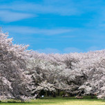 桜は見たいが人混みは勘弁！東京、お花見の穴場スポットを紹介