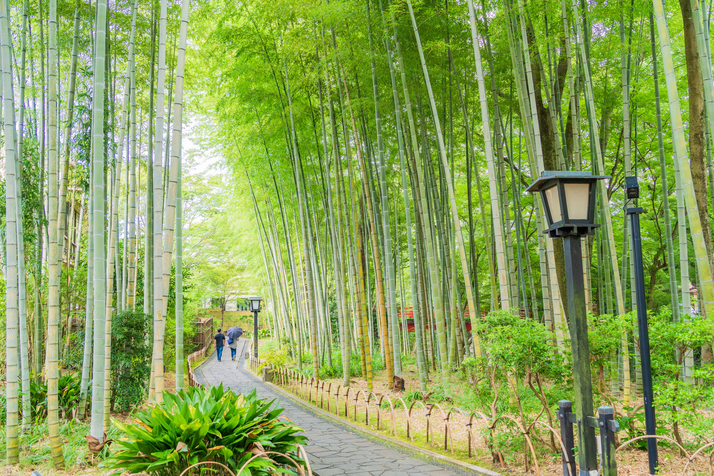 （静岡県）修善寺温泉、竹林の小径