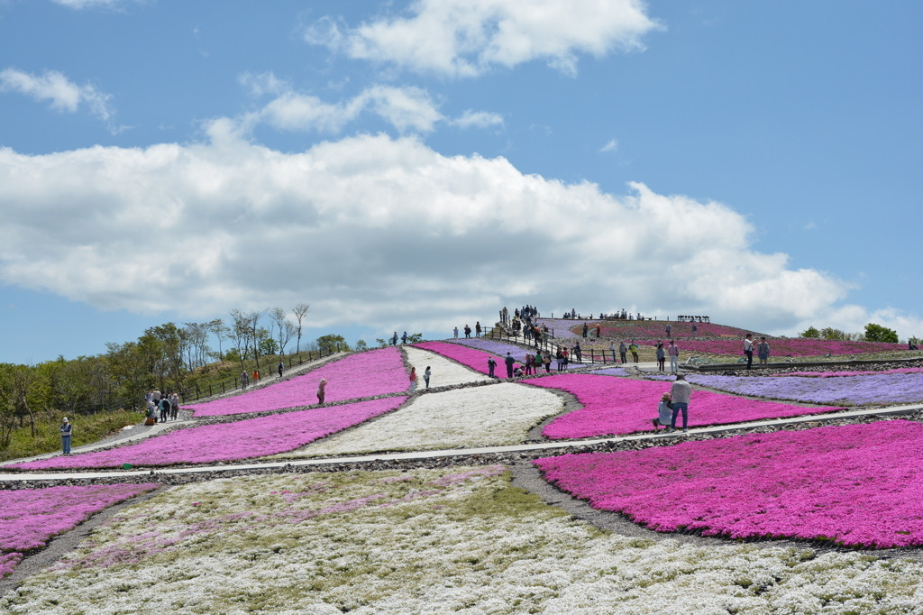 茶臼山高原の「芝桜の丘」は春の絶景スポット3022