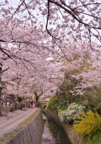 【哲学の道】3439062