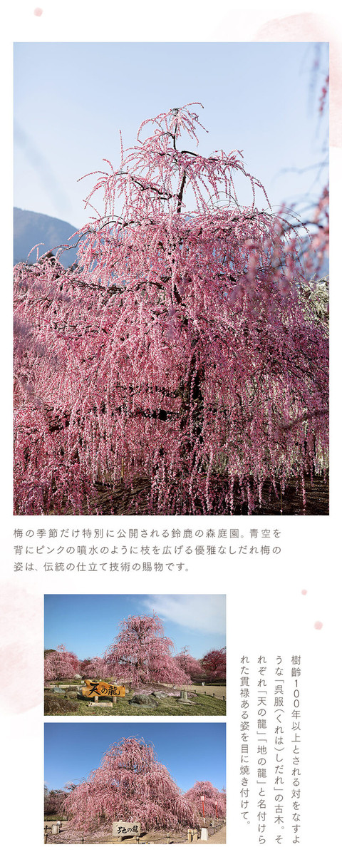 梅の花の香りに誘われて。幻想的なお花見 - 11