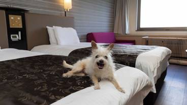 ペット同伴可 / 26