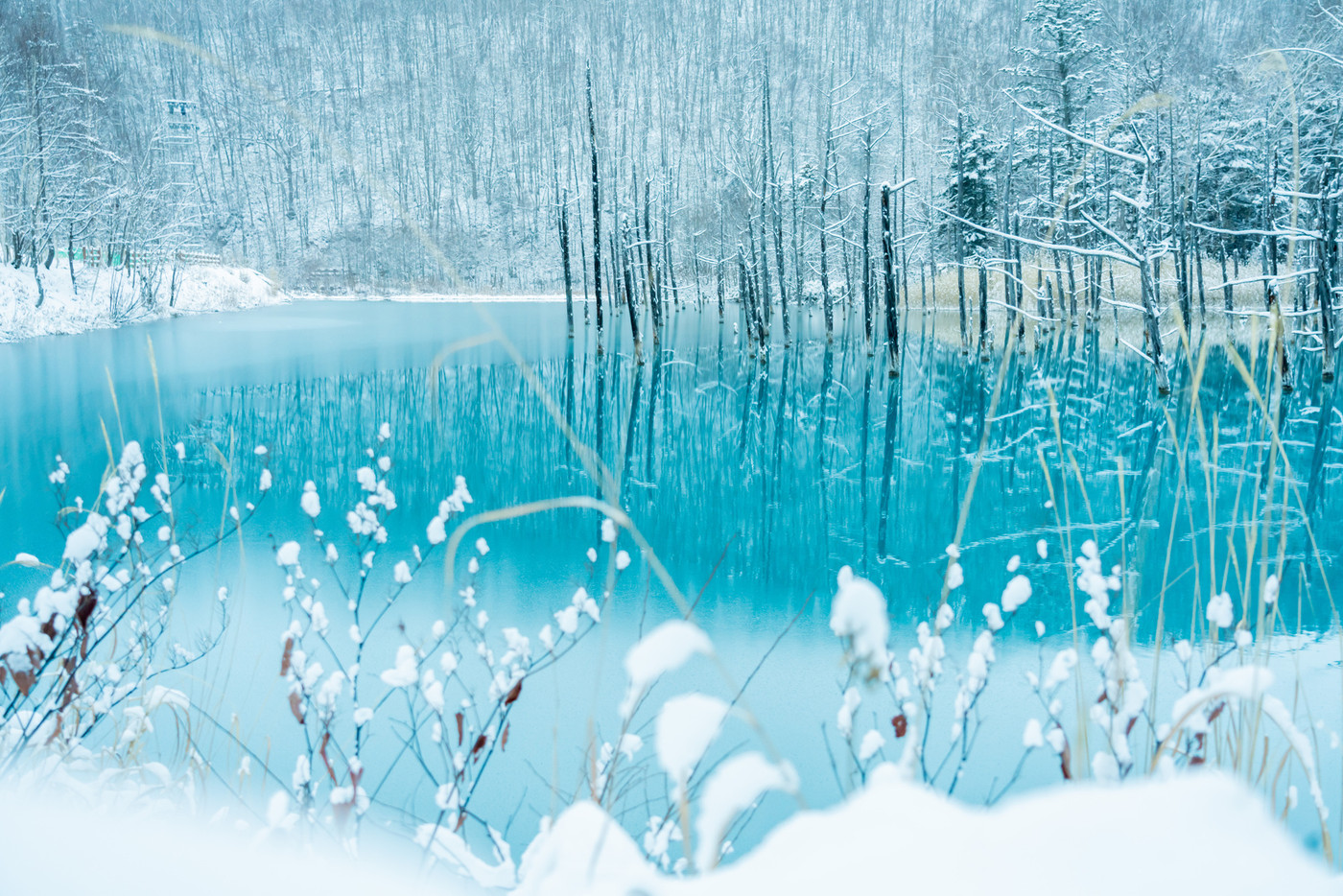 北海道の冬景色　美瑛町の青い池