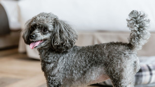 ペット対応ツイン（ソファーベッド付）禁煙