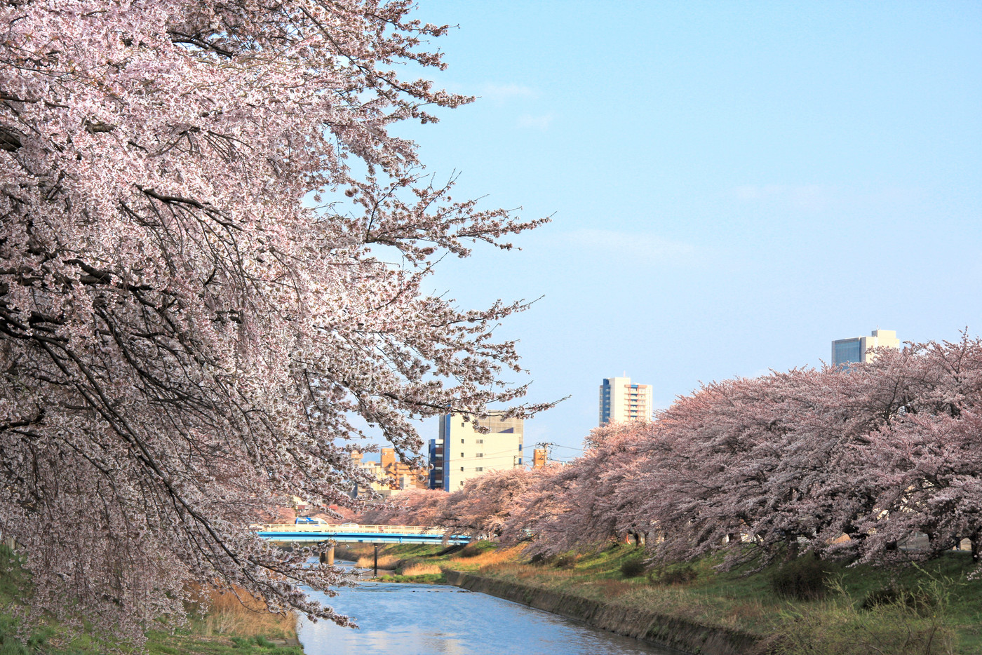 逢瀬川の桜並木