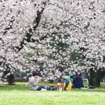 休日は芝生にごろ～ん♡ピクニックが楽しめる東京の公園10選