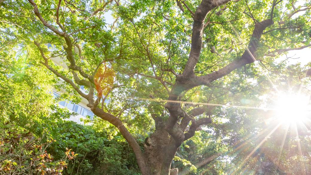 首里金城の大アカギ / 1