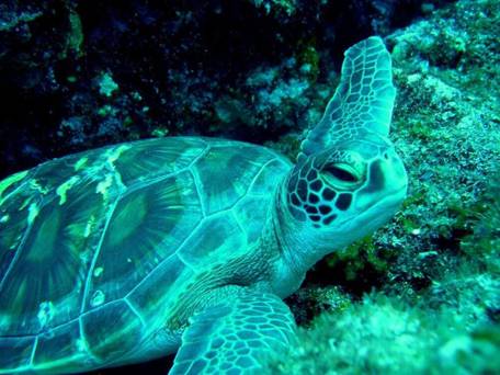 Kencha Rumah（ケンチャ・ルマ） / 2