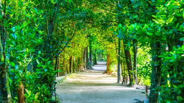 備瀬のフクギ並木 / 1