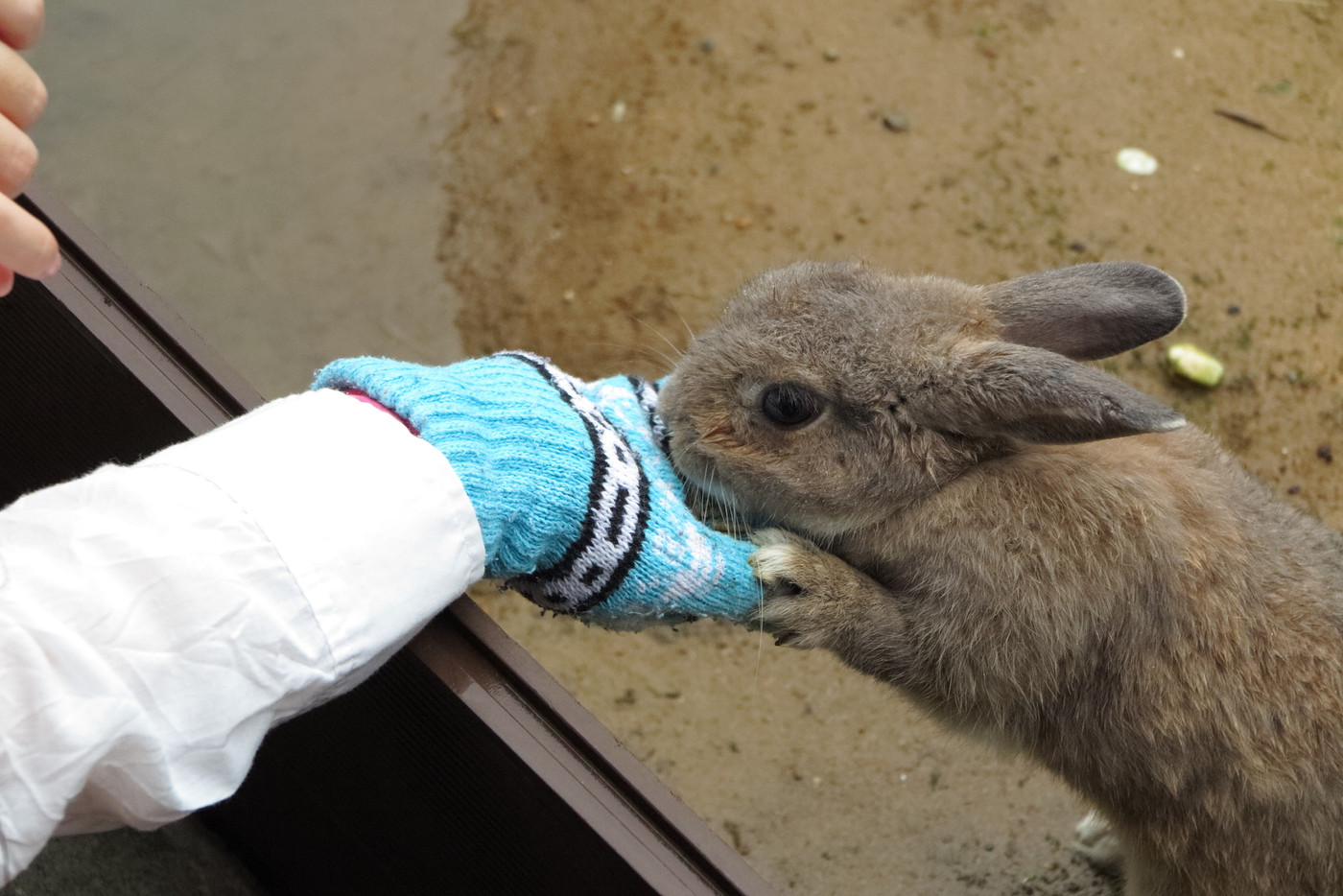 うさぎの餌やり