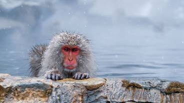 スノーシュー / 3