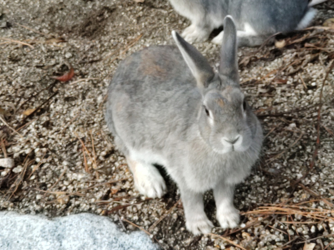 島では可愛いウサギに会える。