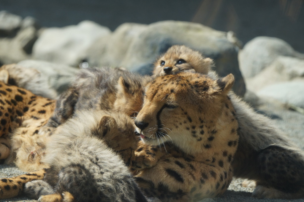 33.1日がかりで楽しめる「多摩動物公園」で動物たちに癒されましょ2345119