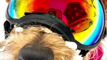 ペット同伴可 / 28