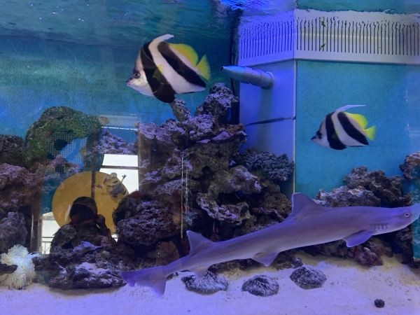 フロント後ろの熱帯魚とサメが共存している大水槽