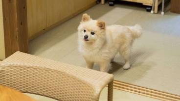 ペット同伴可 / 1