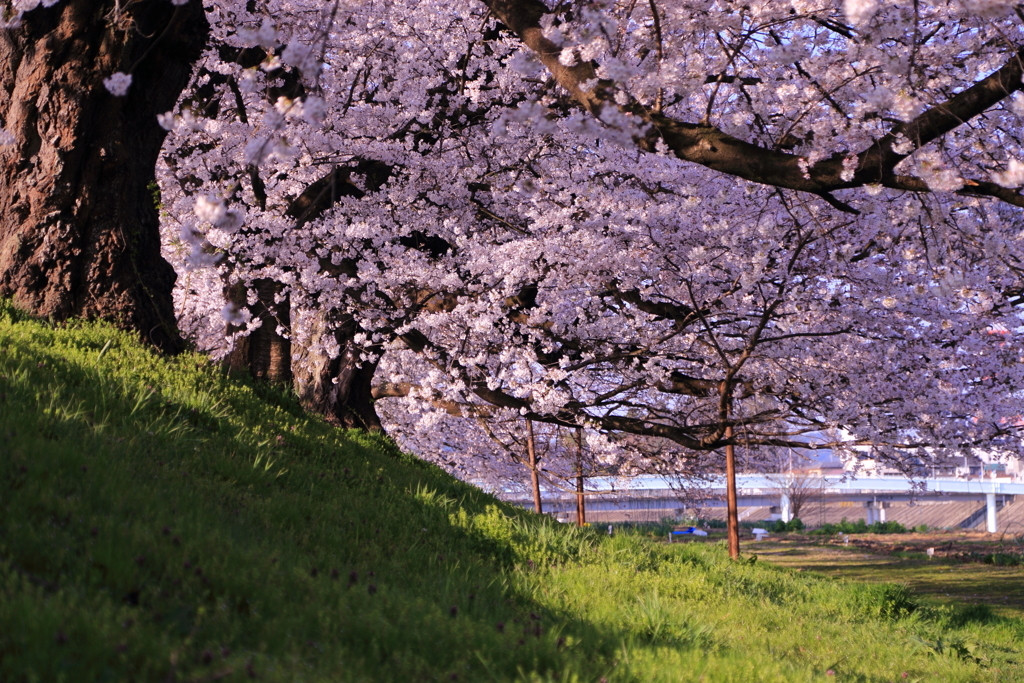 7.白石川堤一目千本桜（大河原町）1559252