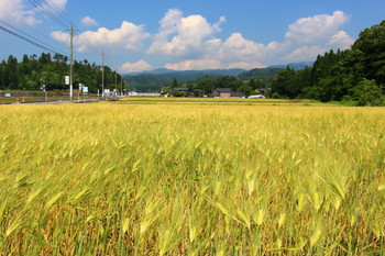 日本一の座を奪い取れ！生産量第2位「埼玉」45859