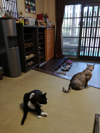 3. 草津温泉　中村屋旅館（群馬）4082965