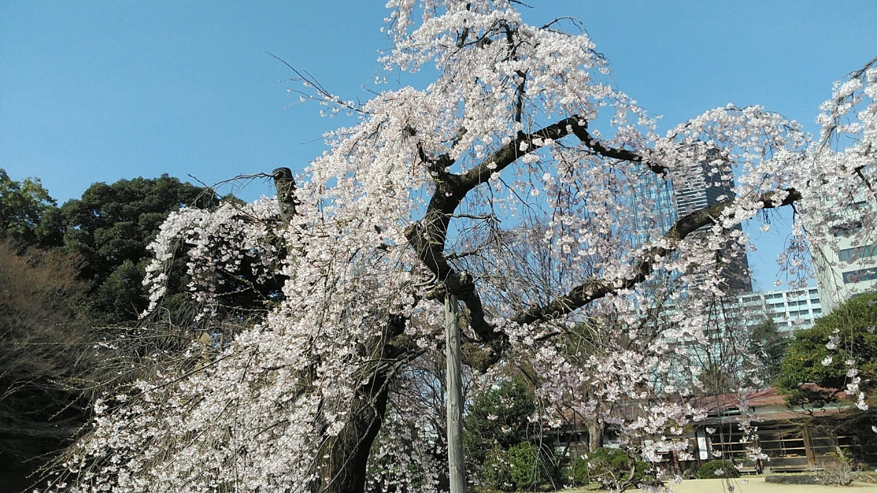 お気に入りの小石川後楽園の桜