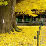 秋の魅力たっぷり♡福島「新宮熊野神社の長床」と「新そば」を堪能