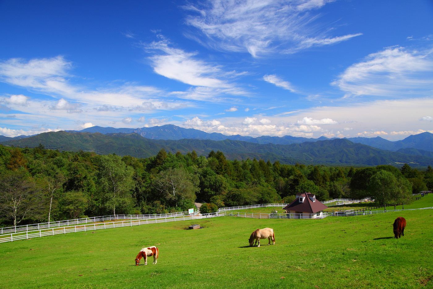 高原の馬