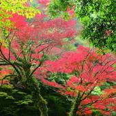 北郷 音色香の季 合歓のはな（宮崎県 旅館） / 3