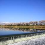 山と川、桜並木の絶景が広がる！宮城県の白石川堤一目千本桜