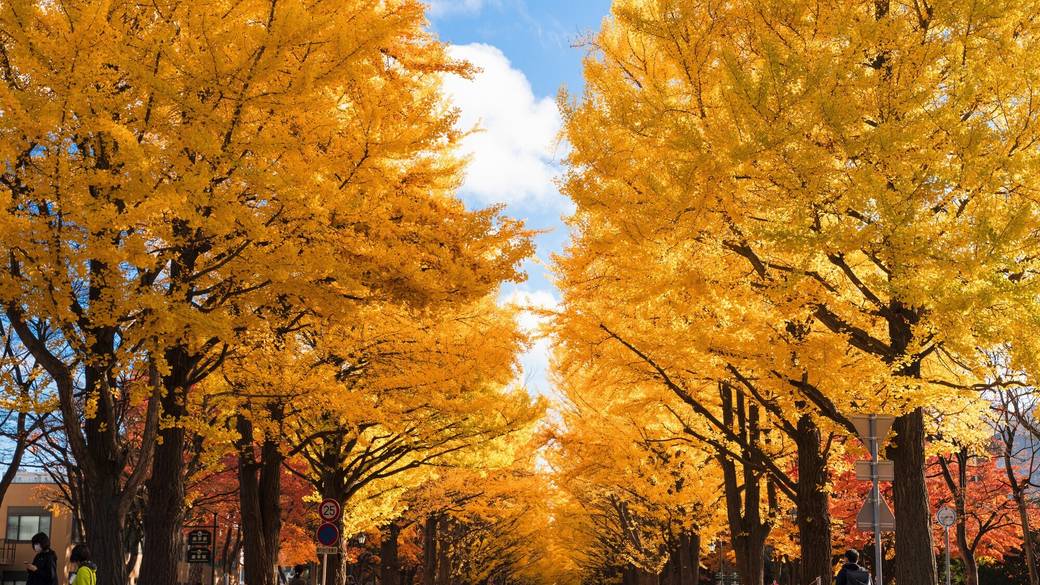 ポプラ並木 紅葉 / 2