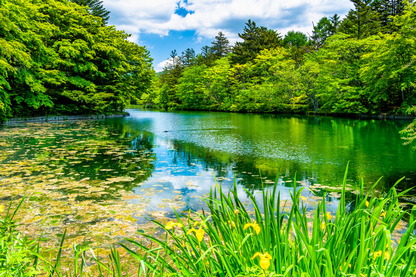 長野県 軽井沢　新緑の雲場池