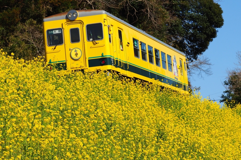 菜の花とのコラボが美しい772028