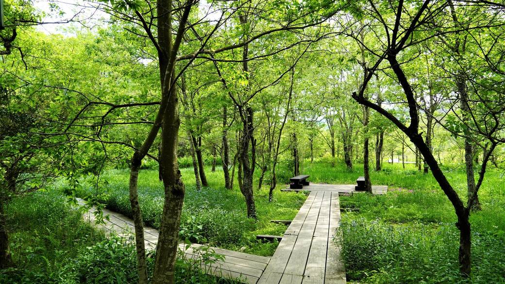 緑の中を散策できる箱根湿生花園 / 2