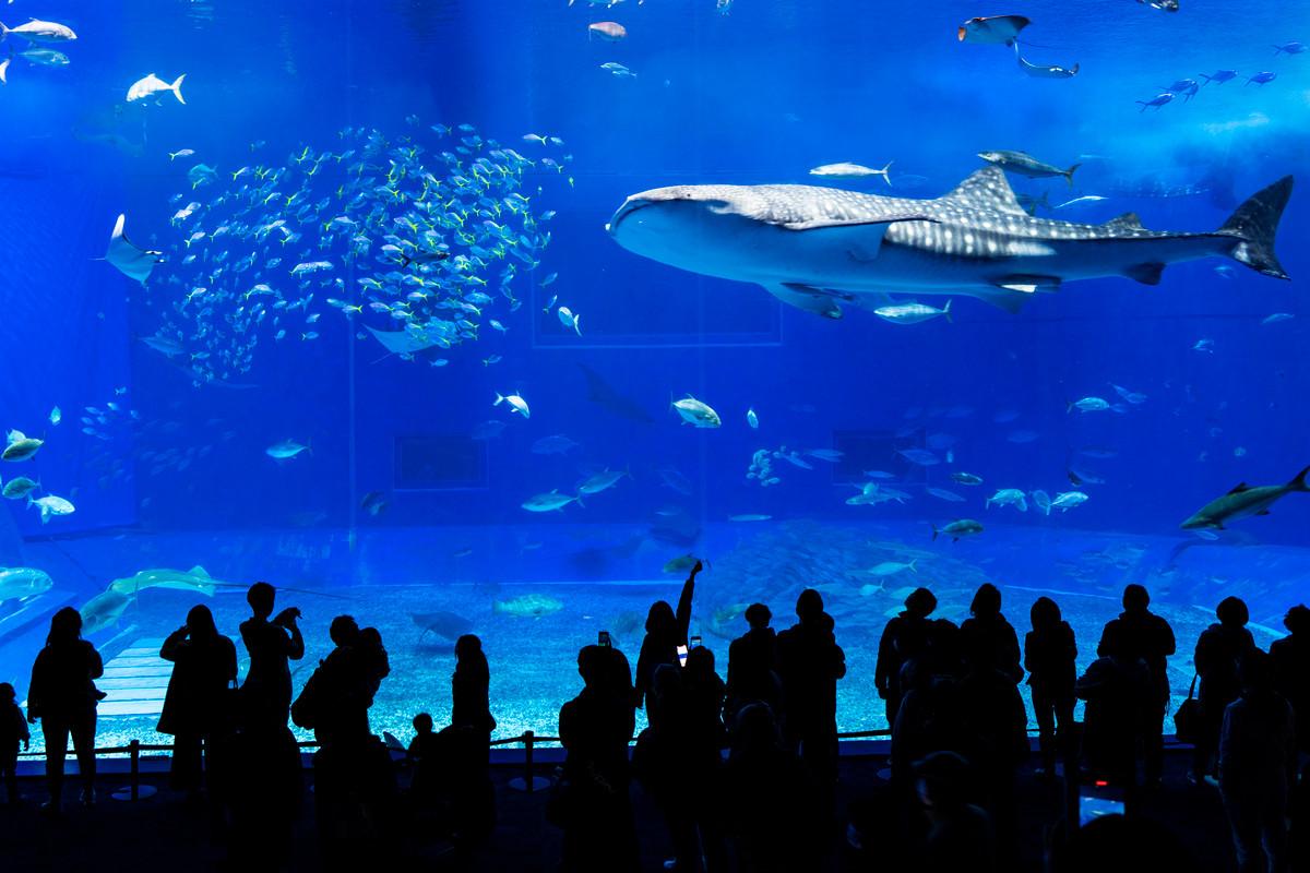 沖縄美ら海水族館 ジンベエザメ