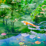 岐阜「モネの池」は夏こそ輝く！フォトジェニックな岐阜女子旅へ
