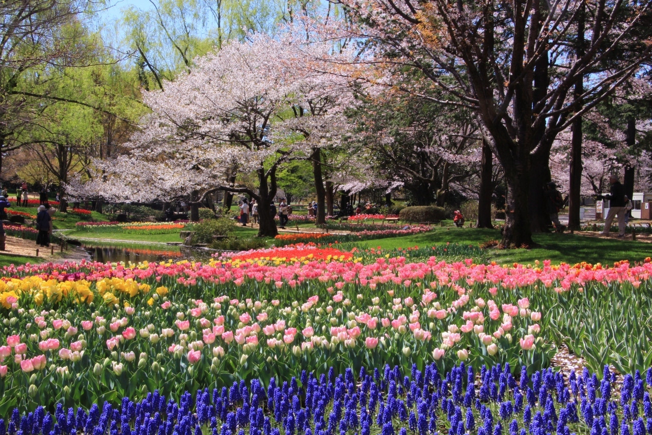 31.四季折々の景色をバックに写真撮影♩「国営昭和記念公園」2341796