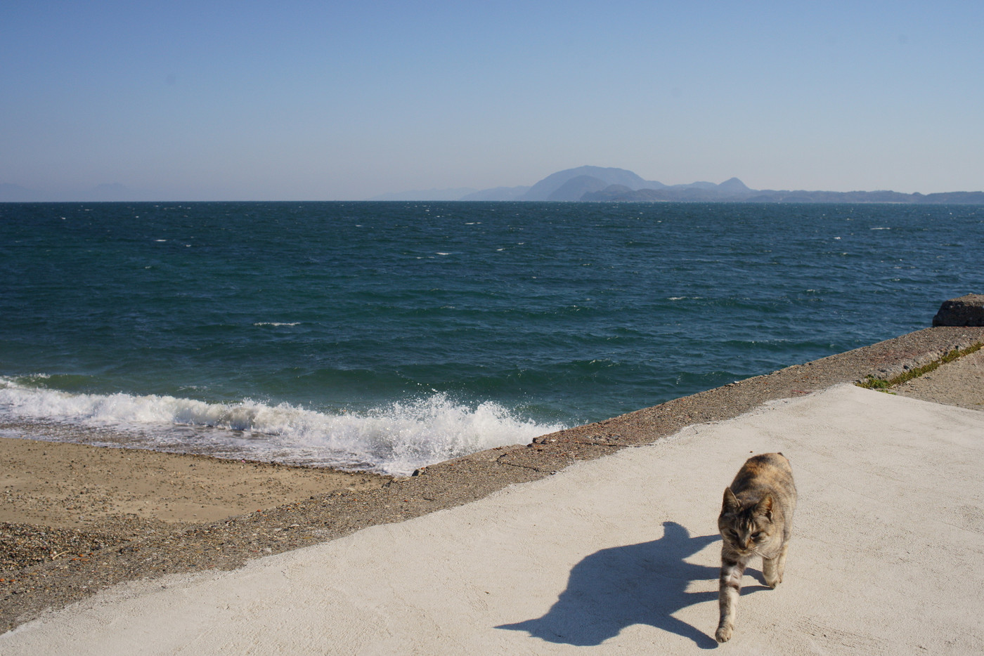湯島の猫