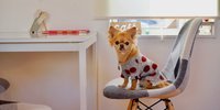 いつでもどこでも一緒！札幌でワンちゃん入店OKのドッグカフェ8選