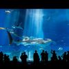 冬の沖縄旅行におすすめの観光スポット20選｜オフシーズンの冬こそ行くべき♩