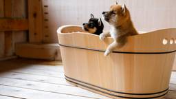 【京都】大切な家族もいっしょに旅行を楽しめる。ペットと同室宿泊OKのホテル＆旅館12選