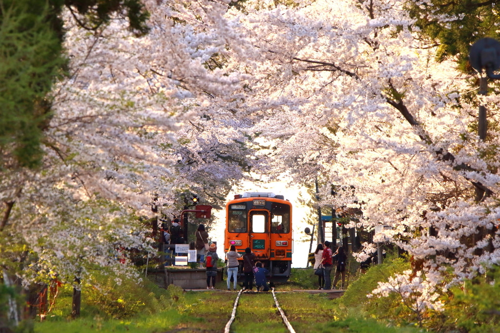 青森県のお花見は4月下旬からが本番！1556120