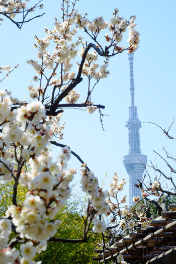 向島百花園961600