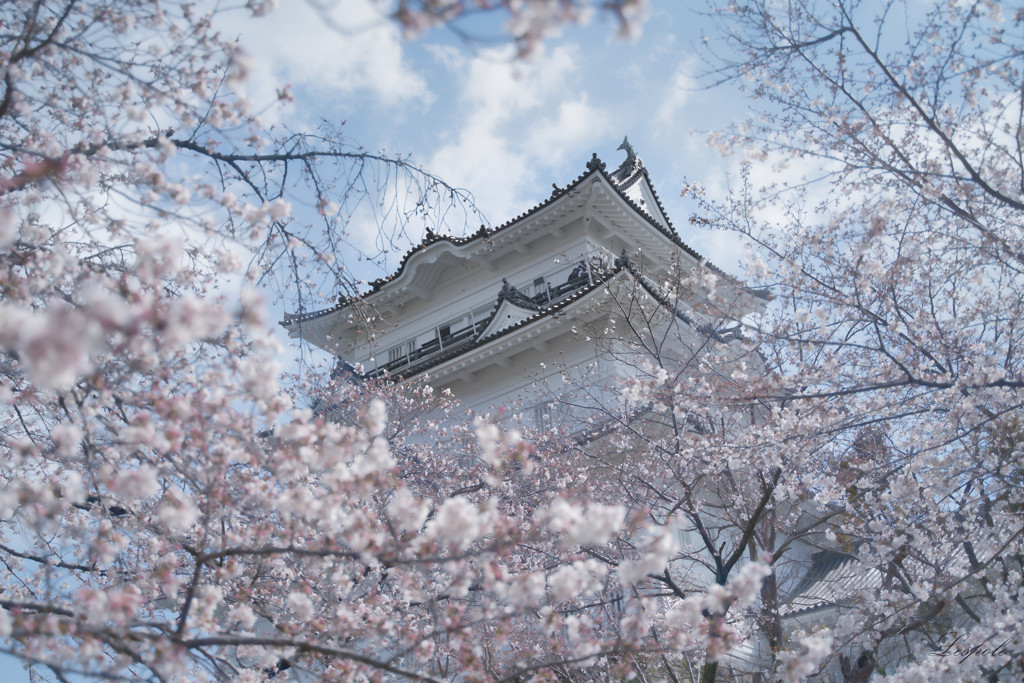 ２．おすすめの時期は、華やぐ桜の季節！2036478