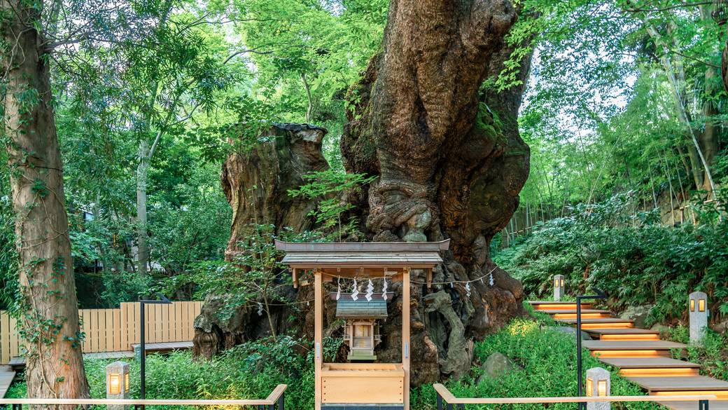 神秘的な來宮神社で
"来福スイーツ"を♩ / 1