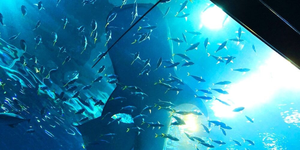 子供向けアクティビティ