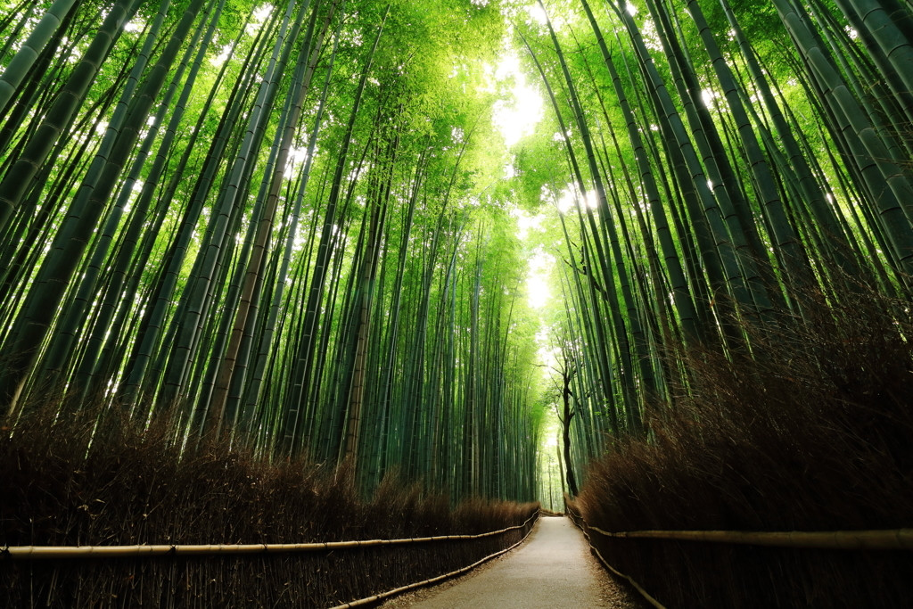 足を伸ばして「嵐山」へ740772