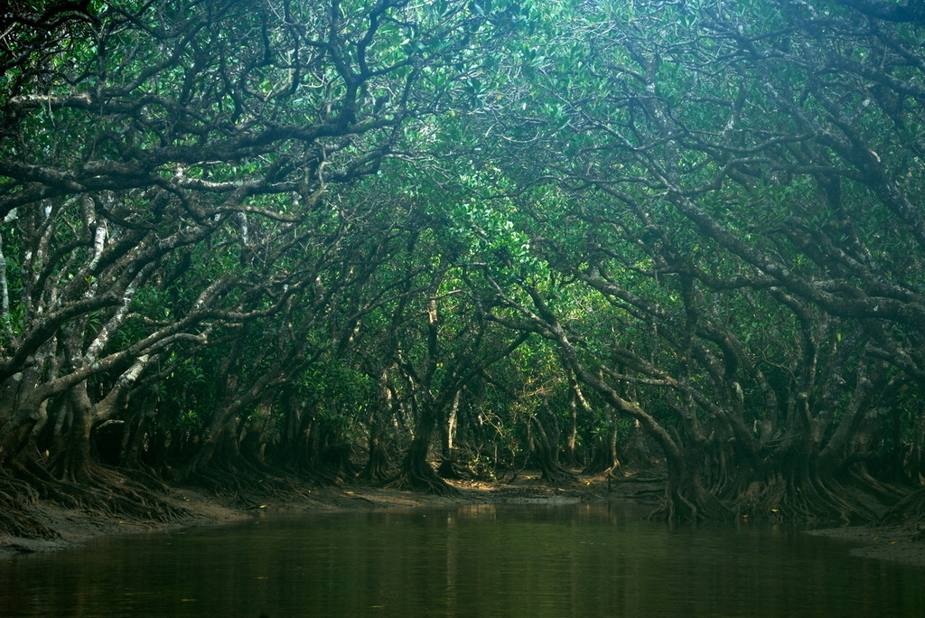 南の楽園・奄美大島3476329
