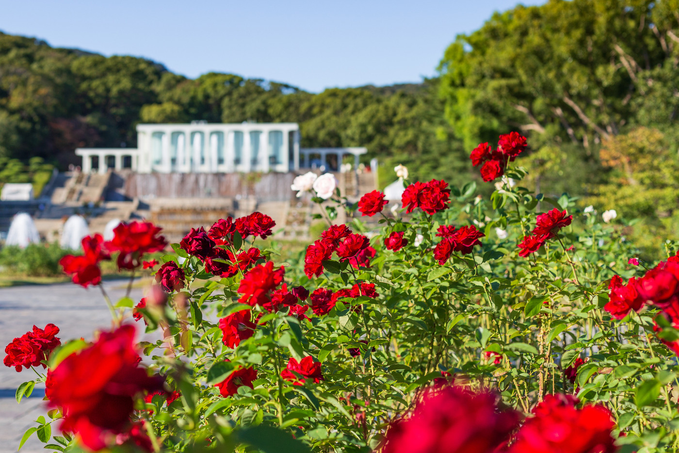 神戸・須磨離宮公園の秋、赤のバラと噴水