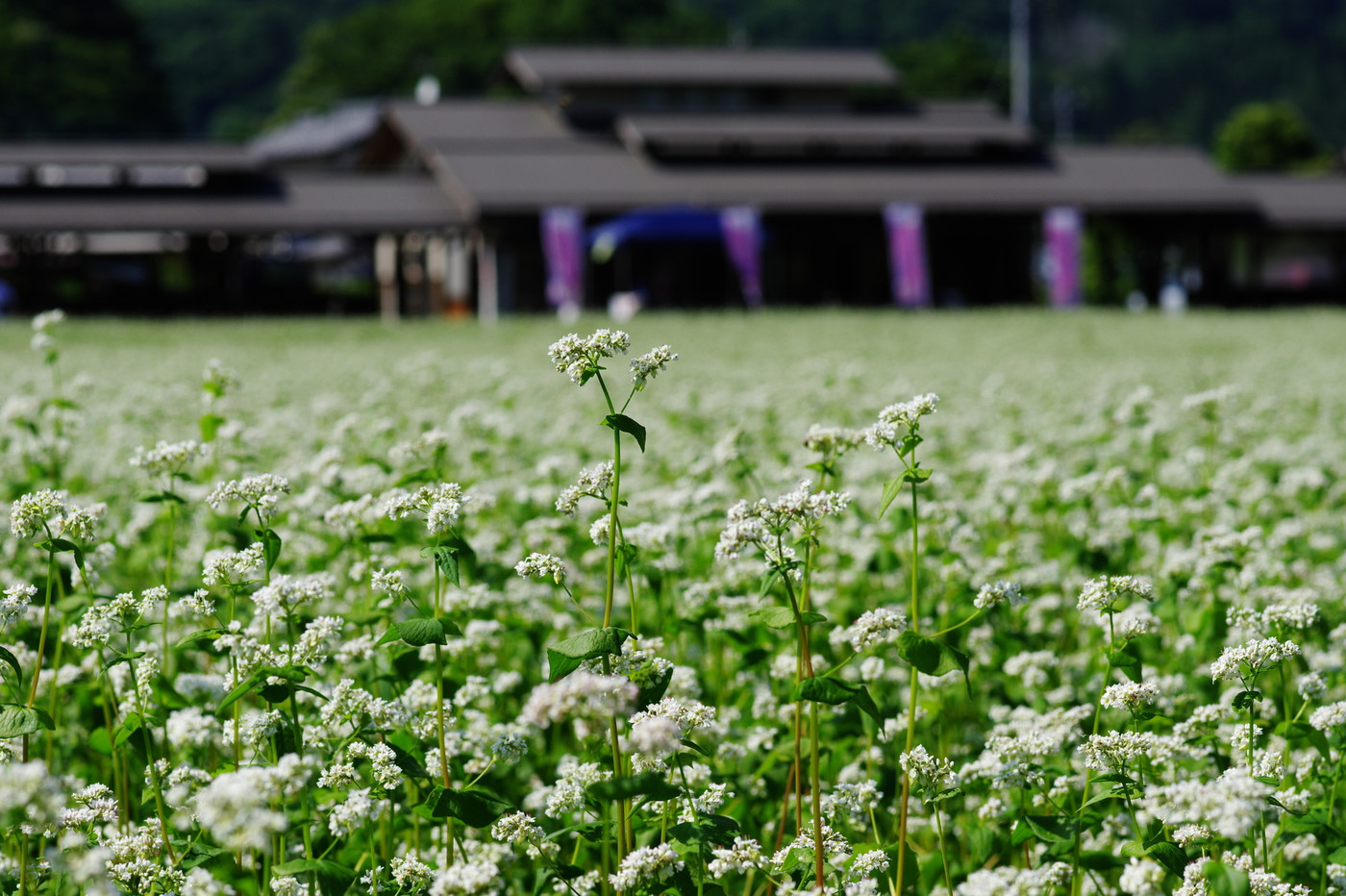 秩父蕎麦畑