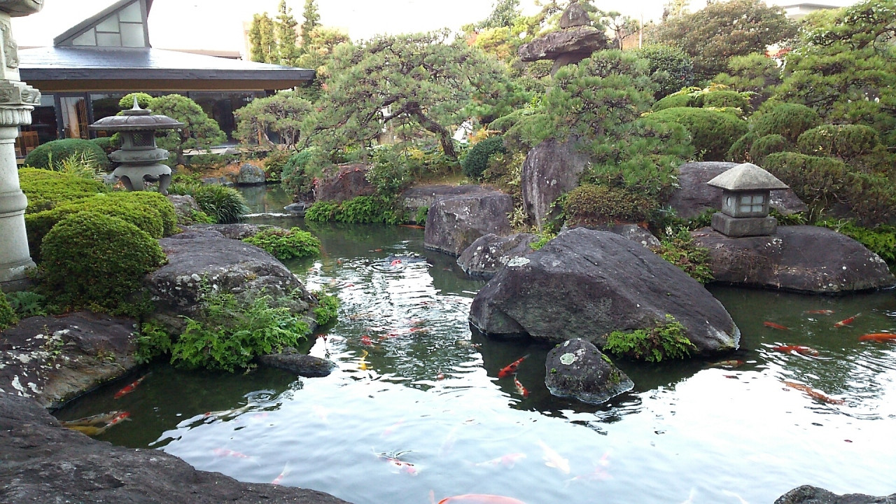 中庭が立派でたくさんの鯉が泳いでいます