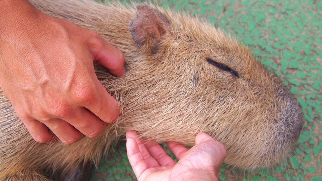 癒し度抜群の
「伊豆シャボテン動物公園」
 / 2